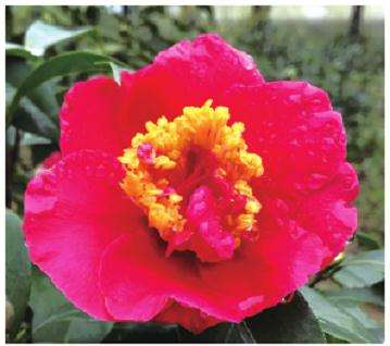 2020年茶花新品种登录