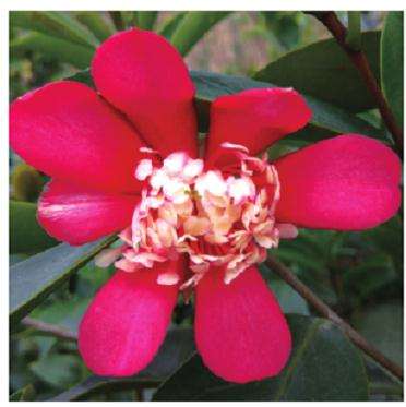 2020年茶花新品种登录