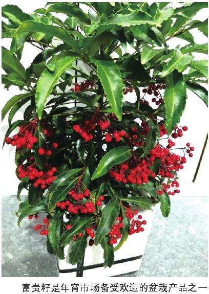 2019年武平县富贵籽年宵上市量650万株