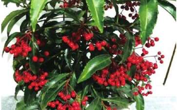 2019年武平县富贵籽年宵上市量650万株