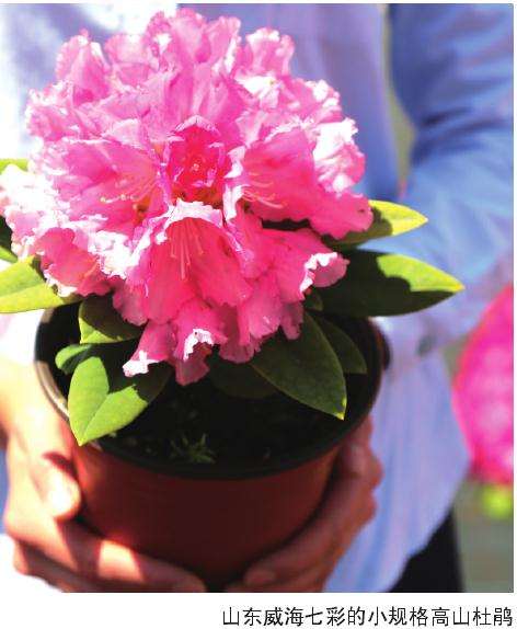 山东红梅园艺公司 高山杜鹃年产量10万盆