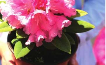 山东红梅园艺公司 高山杜鹃年产量10万盆