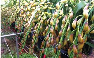 2019年云南大花蕙兰产量较去年预期减少