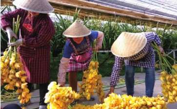 为什么2019年是云南大花蕙兰销售的大年