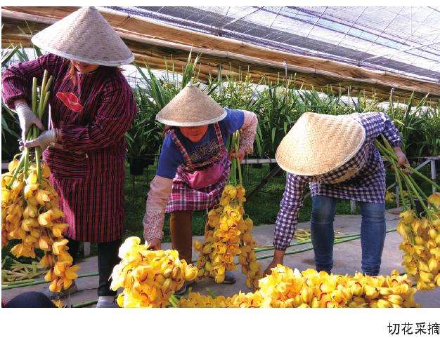 电商大花蕙兰怎么B2B和B2C模式销售