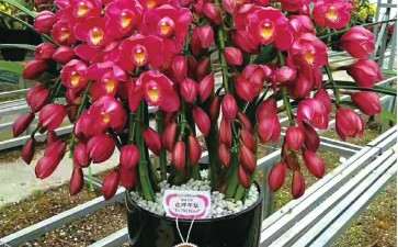 电商大花蕙兰怎么B2B和B2C模式销售