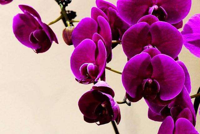 山东青州举办2020年宵花节