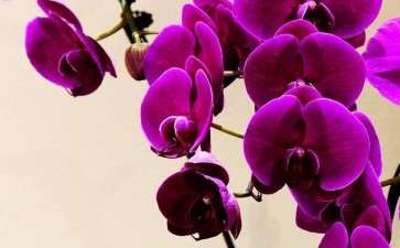 山东青州举办2020年宵花节