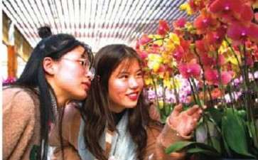 南京举办2019年大型兰花展