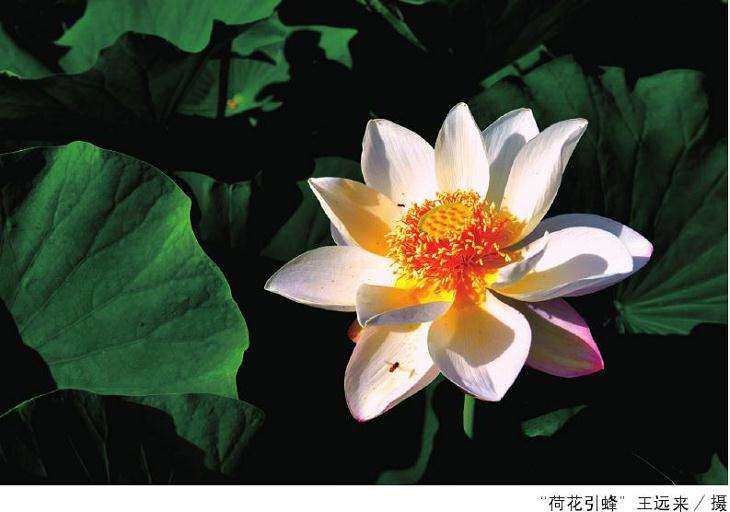 又是一个荷花飘香的季节