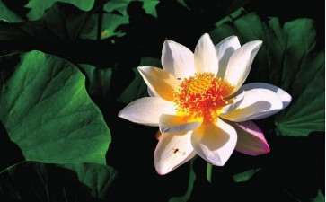 眼下 又是一个荷花飘香的季节