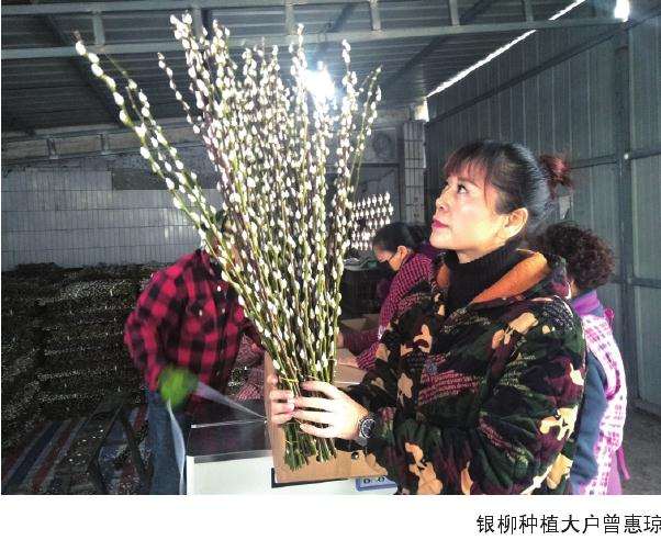 记成都市银柳花木种植大户曾惠琼