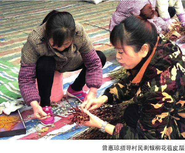 记成都市银柳花木种植大户曾惠琼