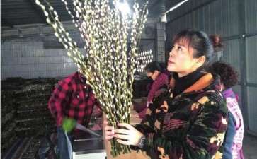 记成都市银柳花木种植大户曾惠琼