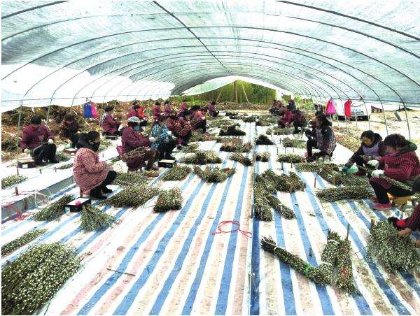 温江花木是怎么出口欧洲的