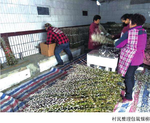 温江花木是怎么出口欧洲的