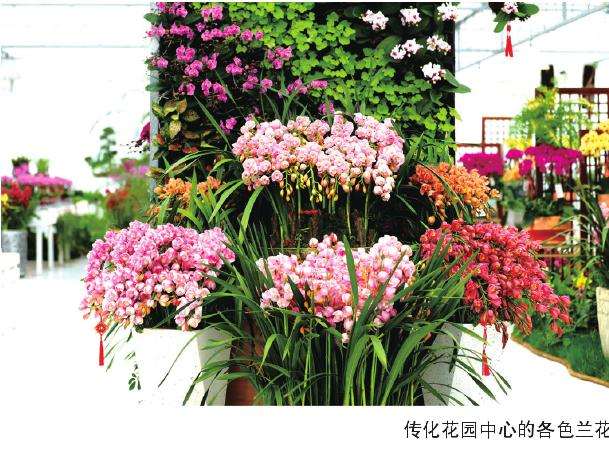 花样手段助力年宵花走入千家万户