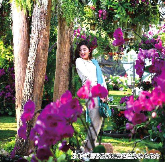 花样手段助力年宵花走入千家万户