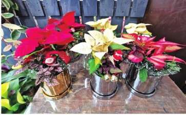 花样手段助力年宵花走入千家万户