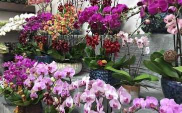 年宵花怎么线上线下结合物流包装助力