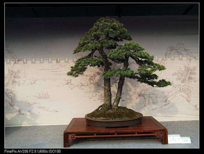 关于盆景怎么制作比赛的4点思考