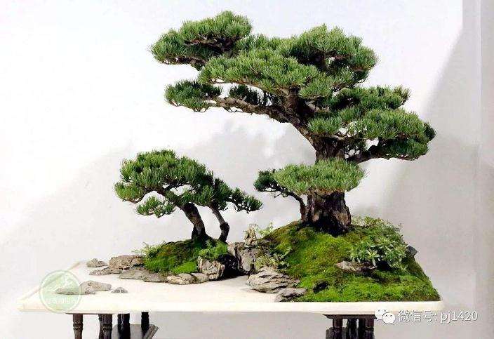 关于盆景怎么制作比赛的4点思考