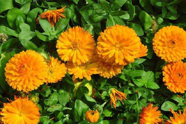 金盏菊病虫害怎么防治的3个方法