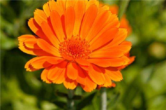 金盏菊病虫害怎么防治的3个方法