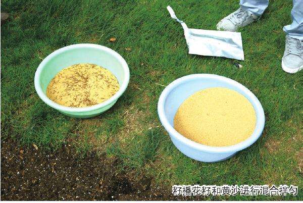 公共绿地怎么籽播花海的试验