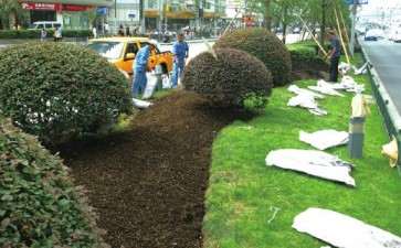 公共绿地怎么籽播花海的试验