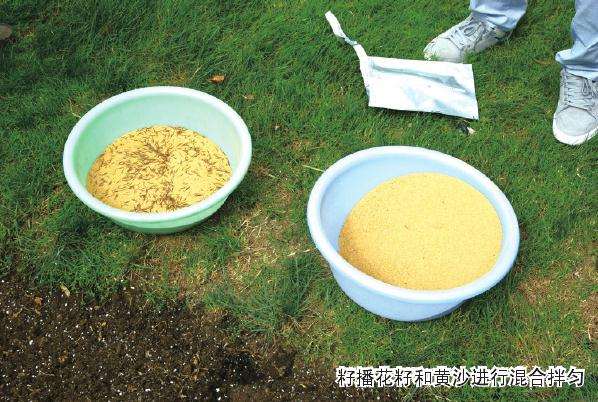 大型公共绿地怎么籽播花海的试验