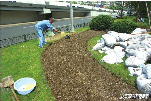 大型公共绿地怎么籽播花海的试验