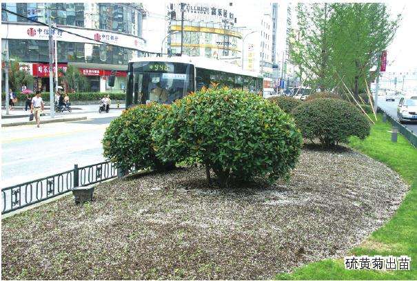 大型公共绿地怎么籽播花海的试验