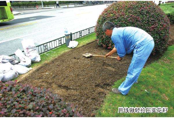 大型公共绿地怎么籽播花海的试验