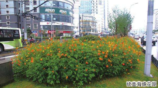 大型公共绿地怎么籽播花海的试验