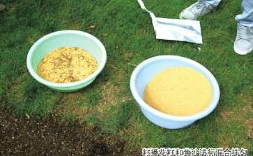 大型公共绿地怎么籽播花海的试验