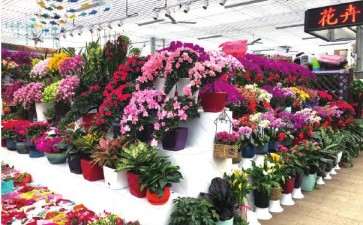 2020年新春年宵花消费意向调查结果产生