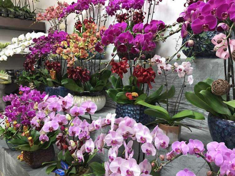 年宵花价格、造型、养护、观赏期同受关注