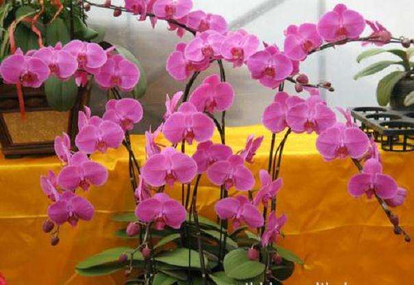 年宵花价格、造型、养护、观赏期同受关注