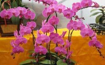 年宵花价格造型养护 观赏期同受关注