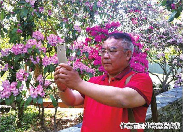 2010年春天在日本山崎玉县的杜鹃王