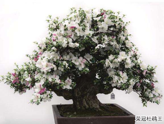 2010年春天在日本山崎玉县的杜鹃王