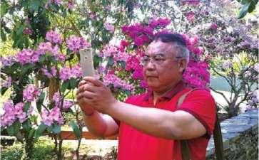 2010年春天在日本山崎玉县的杜鹃王