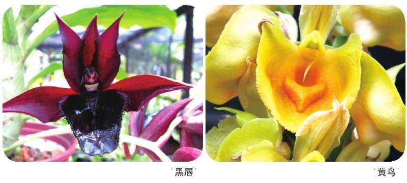 瓢唇兰属植物怎么繁殖与栽培