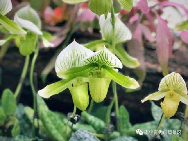瓢唇兰属植物怎么组织培养的3个方法