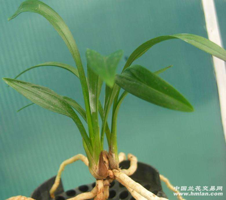 瓢唇兰属植物怎么组织培养的3个方法