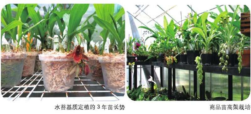 瓢唇兰属植物怎么分株繁殖的3个方法