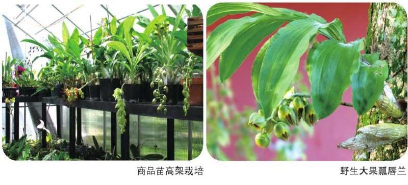 瓢唇兰属植物怎么分株繁殖的3个方法