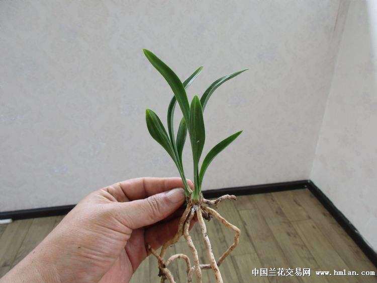 瓢唇兰属植物怎么栽培养护的3个方法