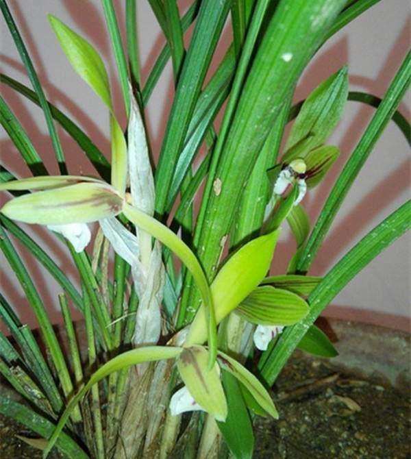 瓢唇兰属植物病虫害怎么防治的3个方法